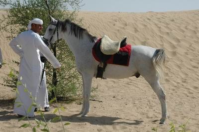 Vendetta In Dubai Preparing