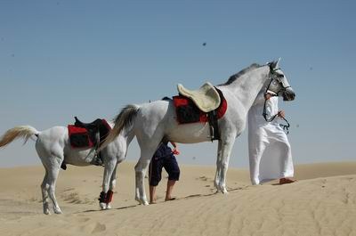 Vendetta In Dubai Preparing