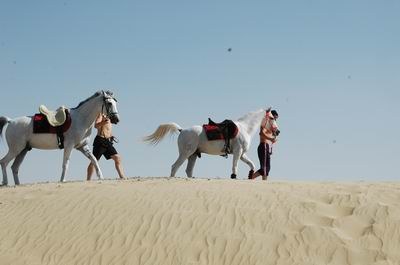 Vendetta In Dubai Preparing