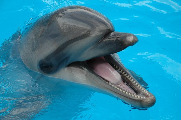 Vendetta Yalta Swimming Pool