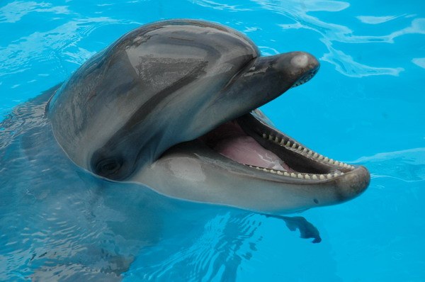 Vendetta Yalta Swimming Pool