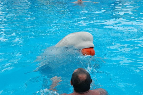 Vendetta Yalta Swimming Pool