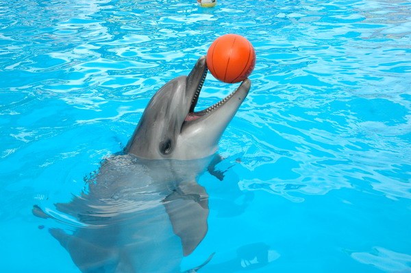 Vendetta Yalta Swimming Pool