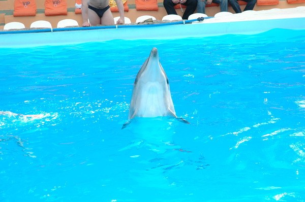 Vendetta Yalta Swimming Pool