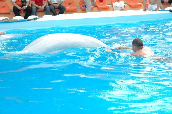 Vendetta Yalta Swimming Pool