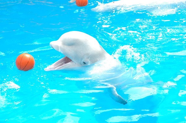 Vendetta Yalta Swimming Pool