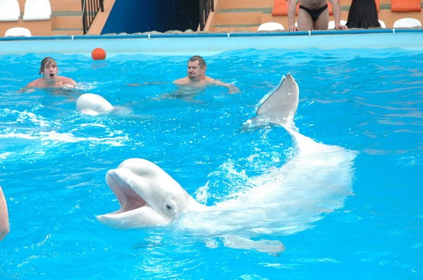 Vendetta Yalta Swimming Pool