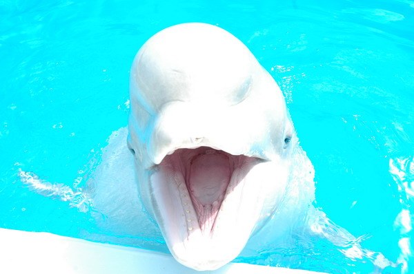 Vendetta Yalta Swimming Pool