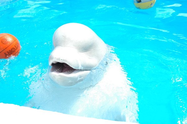 Vendetta Yalta Swimming Pool