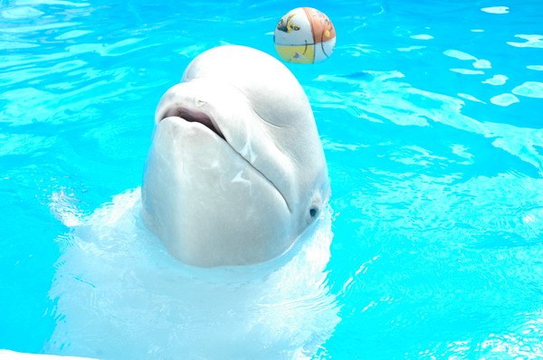 Vendetta Yalta Swimming Pool