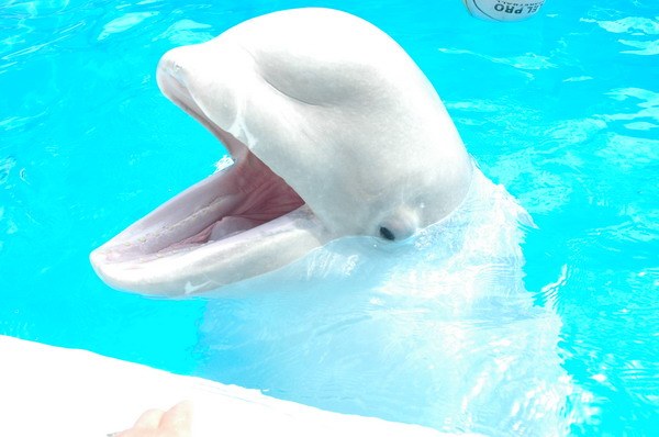 Vendetta Yalta Swimming Pool