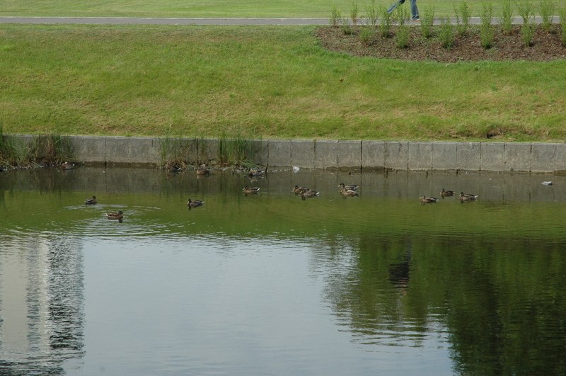 VIII Piknik Olimpijski