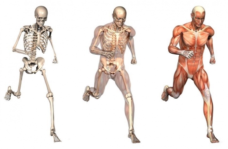 Treatment of armwrestling injuries: surgical treatment